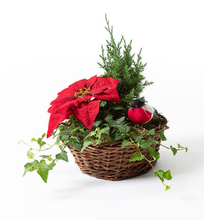 Julegruppe i kurv med rød julestjerne Julegruppe i kurv med rød julestjerne